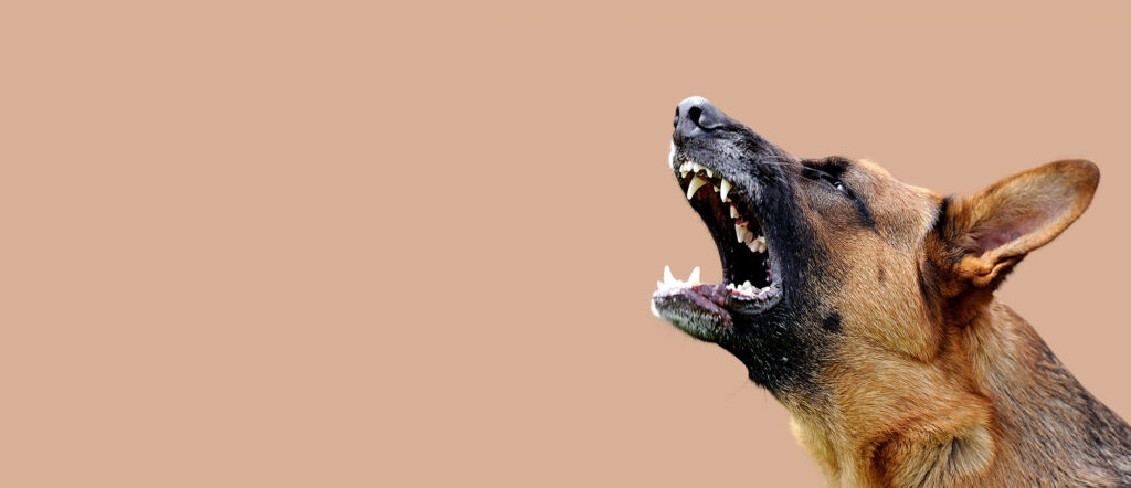 dangerous dog bite attack personal injury solicitors Sheffield