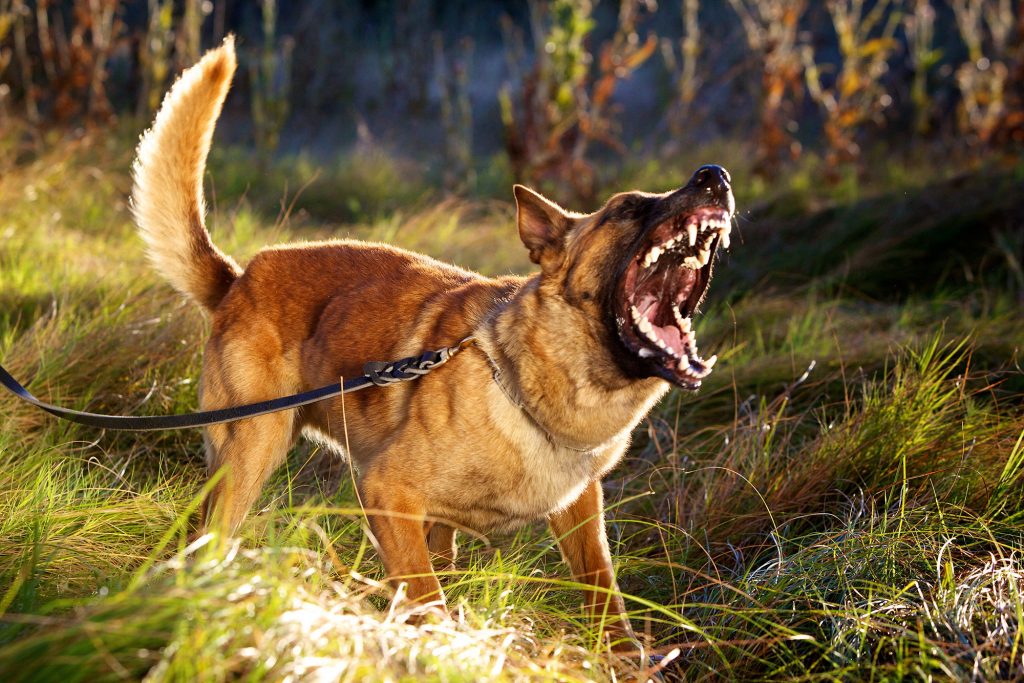 Dog Attack compensation solicitors Sheffield, Animal Bites - Poorly trained pets, bad dog, dangerous animals